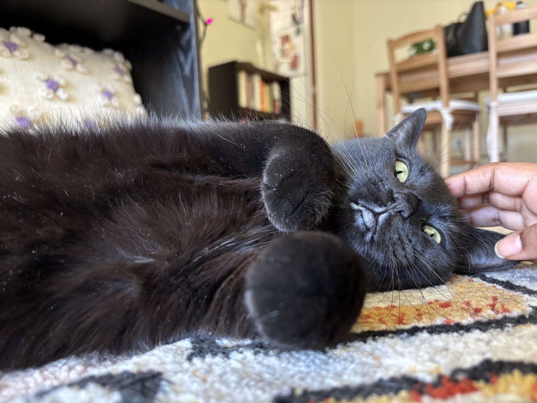 a black cat with green eyes lying on a blanket while being petted