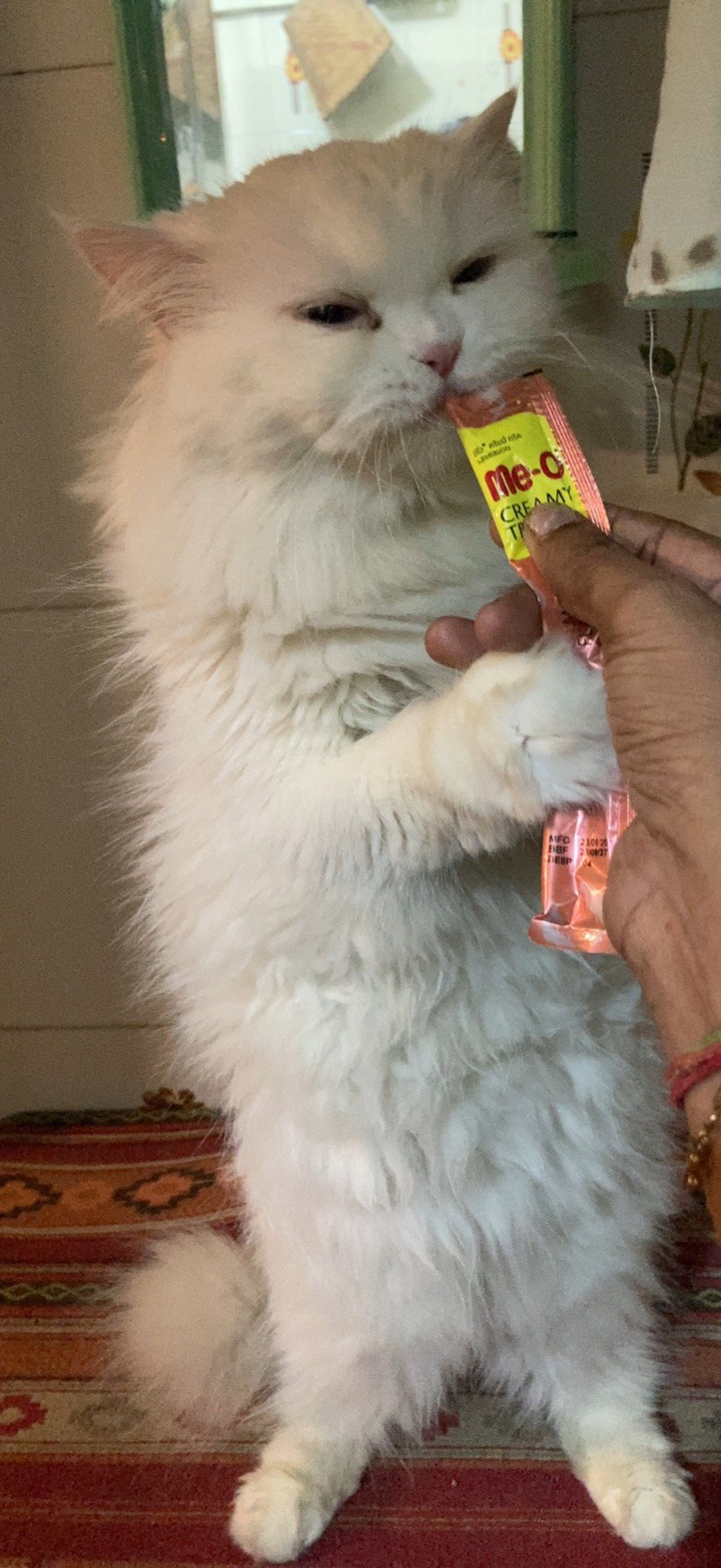 a fluffy white cat standing up and holding a creamy treat packet